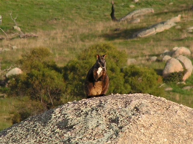 Brush-tailed Rock-wallaby